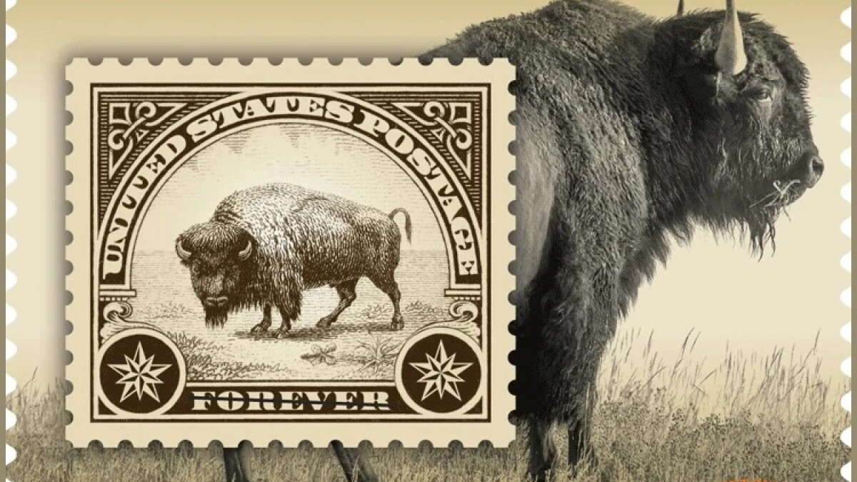 Wildlife Photographer Tom Murphy Keeps Bison in Focus | YPR